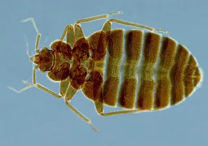 Gerahmter Druck : Kreuzotter, Cimex lectularius, unter einem Mikroskop (SEM) Gerahmter Druck : Kreuzotter, Cimex lectularius, unter einem Mikroskop (SEM)