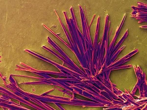 Scanning Electron Microscopy Photos Drucke: Caffeine Crystals, under a microscope (SEM)