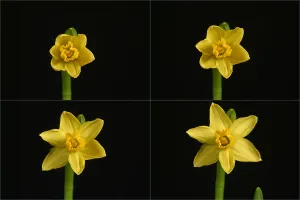 Spring Flower Photography Drucke: Daffodil blooming sequence