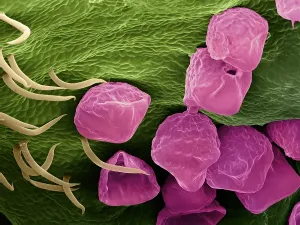 Colorful Botanical Images Drucke: Hops Flower, under a microscope (SEM)