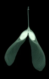Botany Photos Drucke: Maple Seed