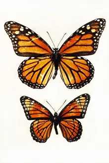 Monarch Butterfly Drucke: Monarch and Viceroy