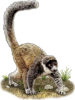 African Wildlife Art Drucke: Mongoose Lemur