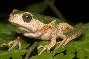 Amazon Rainforest Wildlife Drucke: Monkey Frog