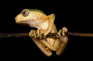 Amazon Basin Wildlife Drucke: Monkey Frog