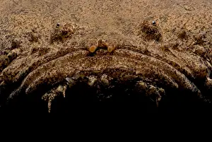 Freshwater Predator Drucke: Monster Fish