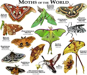 Wildlife Artwork Drucke: Moths of the World