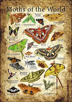 Wildlife Artwork Drucke: Moths of the World