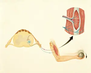 Nervous System Illustration Drucke: Motor nerves and stretch reflex