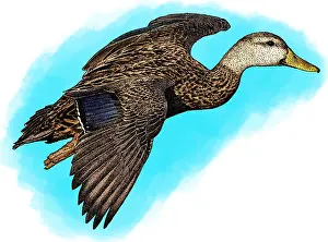 Mallard Duck Species Drucke: Mottled Duck