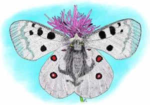 European Butterflies Drucke: Mountain apollo butterfly