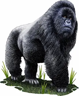 African Wildlife Art Drucke: Mountain gorilla