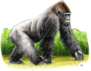 Berggorilla