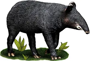 Wildlife Artwork Drucke: Mountain Tapir