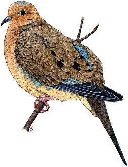Nature Animal Pictures Drucke: Mouring Dove