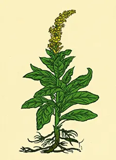 Mullein Plant Drucke: Mullein
