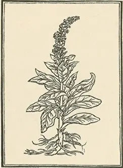 Mullein Plant Drucke: Mullein