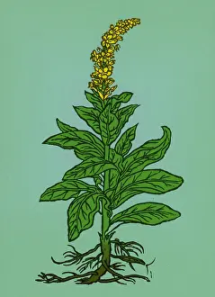 Mullein Plant Drucke: Mullein