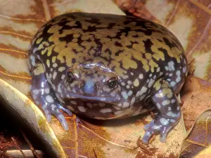 Mullers Termitenfrosch