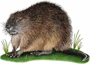 Animal Illustrations Online Drucke: Muskrat