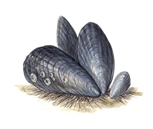 Bivalve Mollusks Drucke: Mussels