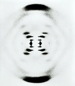 DNA Drucke: Die B-Form der DNA von Rosalind Franklin, 1952.