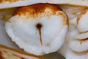 Cephalopod Species Drucke: Nautilus Eye