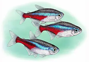 Tropical Aquarium Fish Drucke: Neon tetras