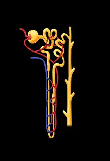 Kidney Anatomy Drucke: Nephron, Illustration