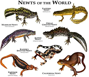 Wildlife Illustrations Drucke: Newts of the World