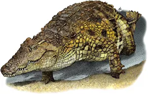 African Wildlife Art Drucke: Nile Crocodile