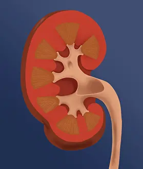 Human Kidney Anatomy Drucke: Normal Human Kidney