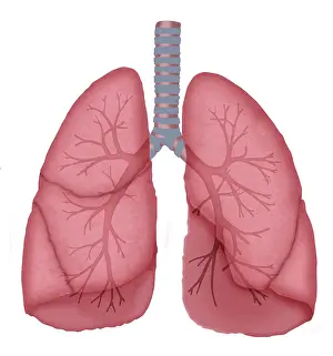 Human Anatomy Illustrations Drucke: Normal lungs