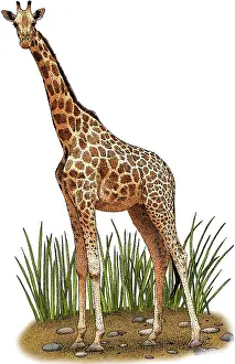 Giraffa Camelopardalis Images Drucke: Northern Giraffe