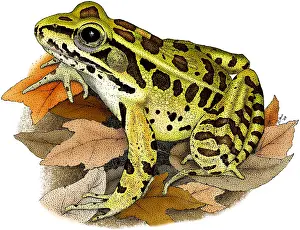 Wildlife Artwork Drucke: Northern Leopard Frog