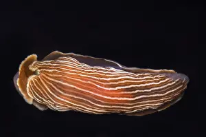 Nature Animal Pictures Drucke: Nudibranch
