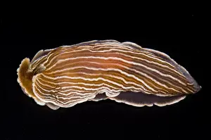 California Marine Life Drucke: Nudibranch
