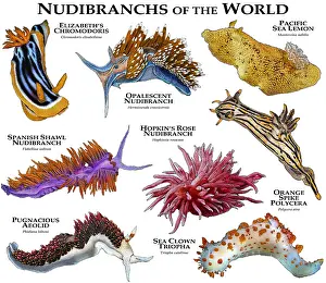 Nature Posters Drucke: Nudibranches of the World