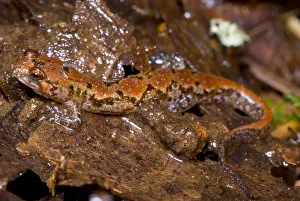 Mountain Wildlife Drucke: Ocoee Salamander
