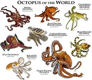 Wildlife Artwork Drucke: Octopus of the World