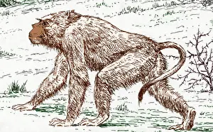 Old World Monkey Drucke: Old World Monkey, Extinct Animals