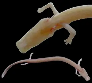 Slovenian Wildlife Drucke: The Olm (Proteus anguinus)