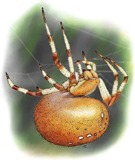 Araneidae Family Spiders Drucke: Orb-Weaver Spider