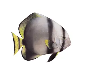 Gerahmter Druck : Orbicularischer Plattfisch (Platax orbicularis) Gerahmter Druck : Orbicularischer Plattfisch (Platax orbicularis)