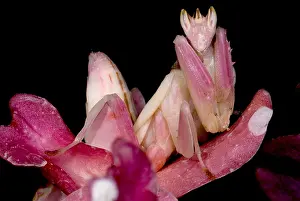 Thai Wildlife Images Drucke: Orchid Mantis
