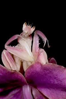 Thai Wildlife Photography Drucke: Orchid Mantis