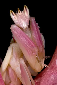 Rainforest Animal Photography Drucke: Orchid Mantis