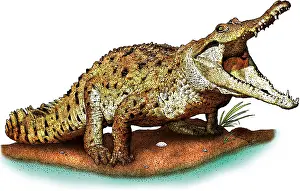 Squamate Species Drucke: Orinoco crocodile