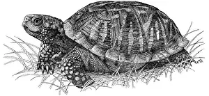 Reptile Illustrations Drucke: Ornate Box Turtle
