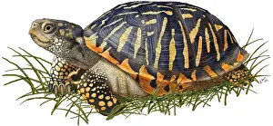 Gerahmter Druck : Ornate Box Turtle Gerahmter Druck : Ornate Box Turtle